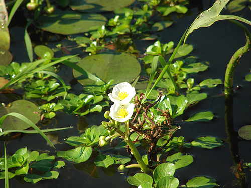 Sagittaria Montevidensis
